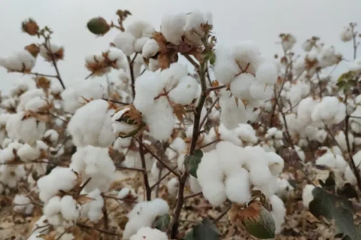 cotton