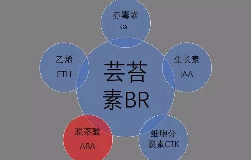 plant hormones plant hormones