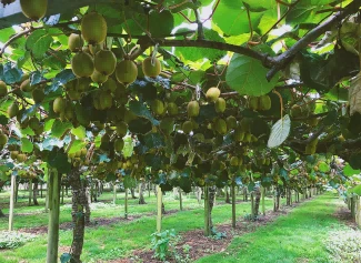 Growing Kiwis5